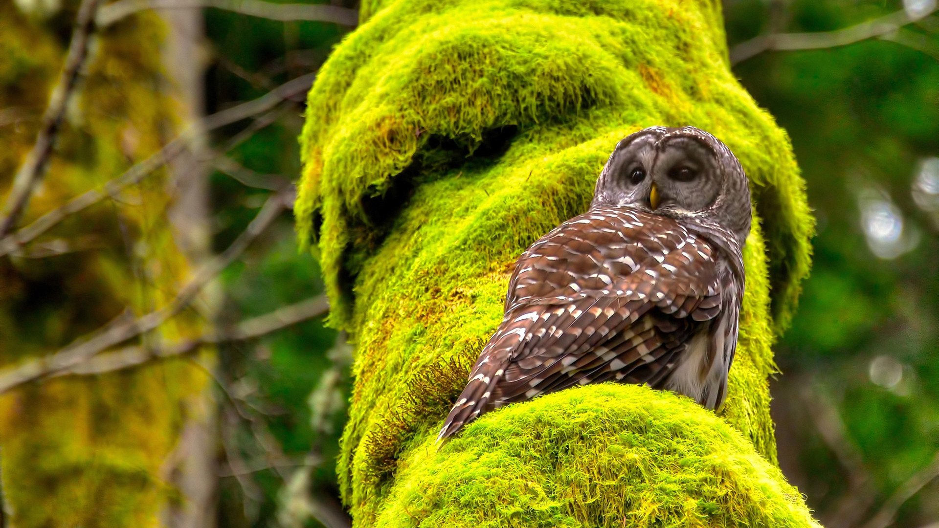 【丁俊晖】冠军复盘:攻防一体的关键战术揭秘,丁俊晖!