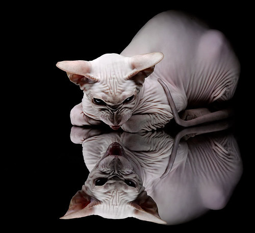 爱游戏赛事中心-勇士在季后赛中逆境反击，库里超级三分带队成功翻盘！，勇士库里得分王