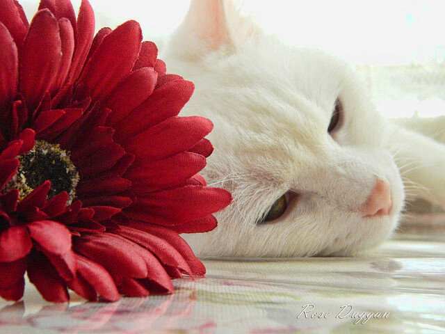 山地车越野挑战赛,追求速度与激情的完美结合,山地车越野比赛视频